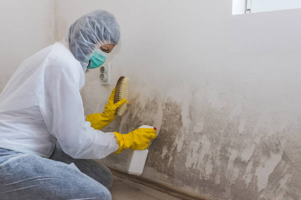 Best Post-Construction Mold Inspection  in Anderson, SC