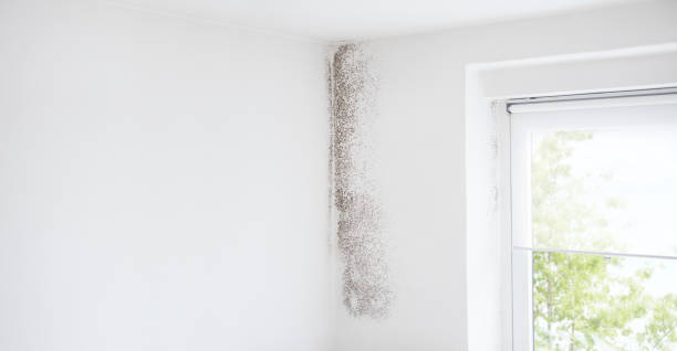 Best Attic Mold Removal  in Anderson, SC