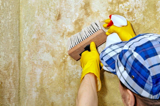 Best Industrial Mold Remediation  in Anderson, SC