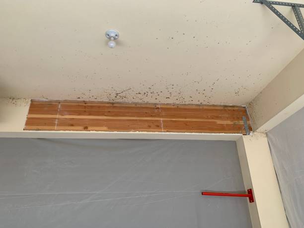 Best Basement Mold Removal  in Anderson, SC