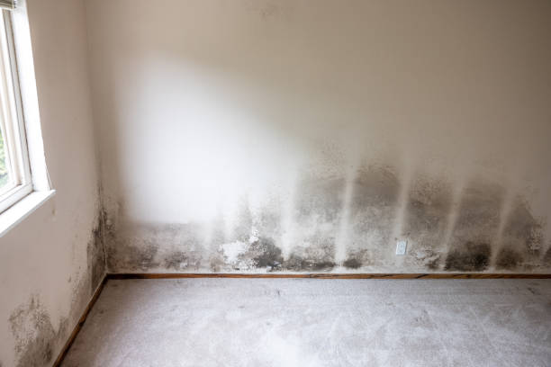 Best Asbestos and Lead Testing During Mold Inspection  in Anderson, SC
