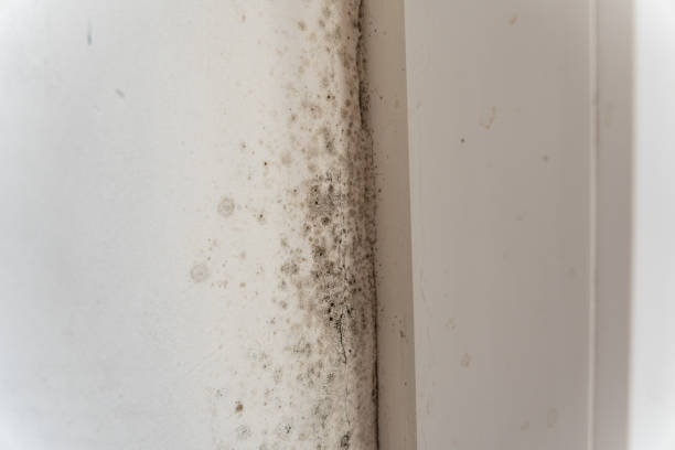 Best Mold-Related Health Consultation  in Anderson, SC