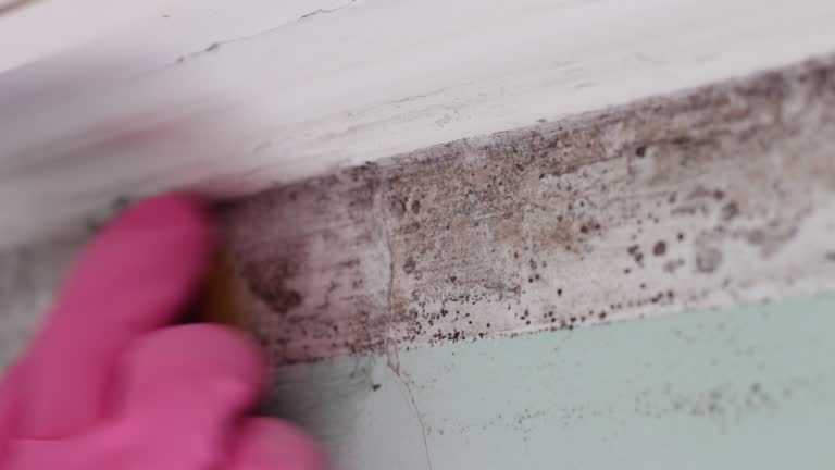  Anderson, SC Mold Removal Pros